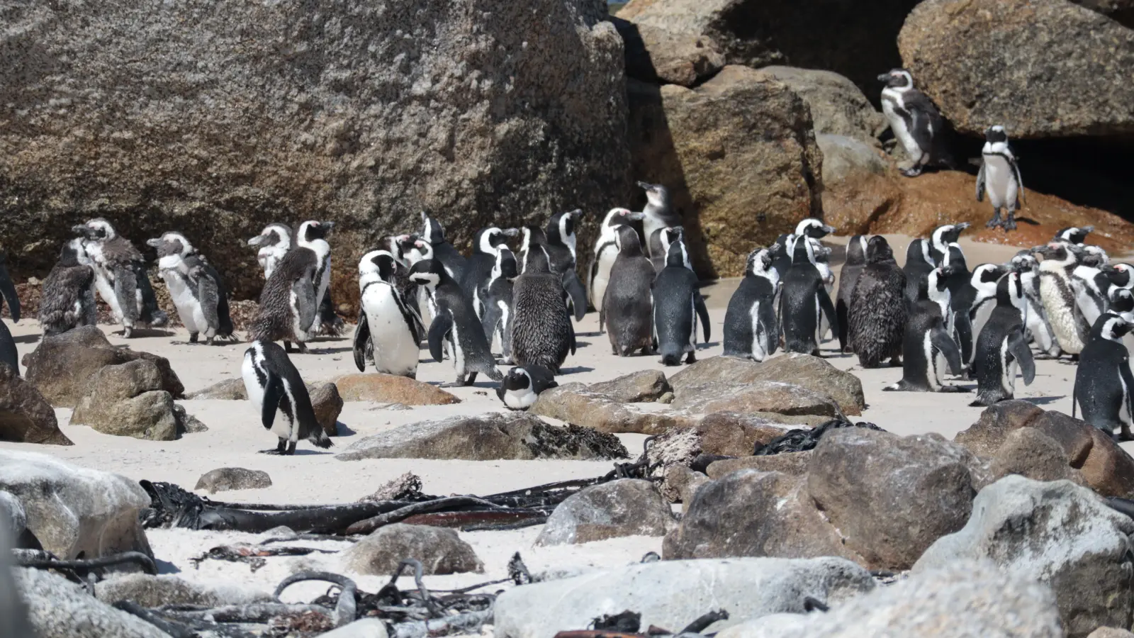 Die Brillenpinguin-Kolonie am Boulders Beach bei Simon&#39;s Town ist weltberühmt. Von menschlichem Besuch lassen sich die Vögel nicht stören. (Foto: Gudrun Bayer)