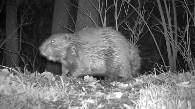 Dieser Biber ist in die Fotofalle getappt. Auf dem Gelände ist eine Reihe von Wildkameras installiert. (Foto: Wildtierkamera)
