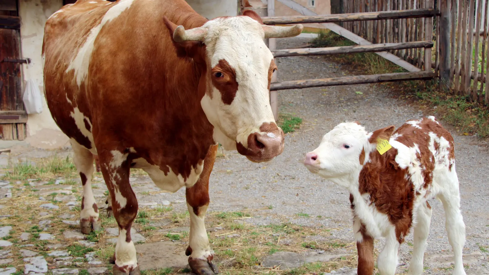 Der Rindernachwuchs Bea mit seiner Mutter Babsi. (Foto: Christine Berger)