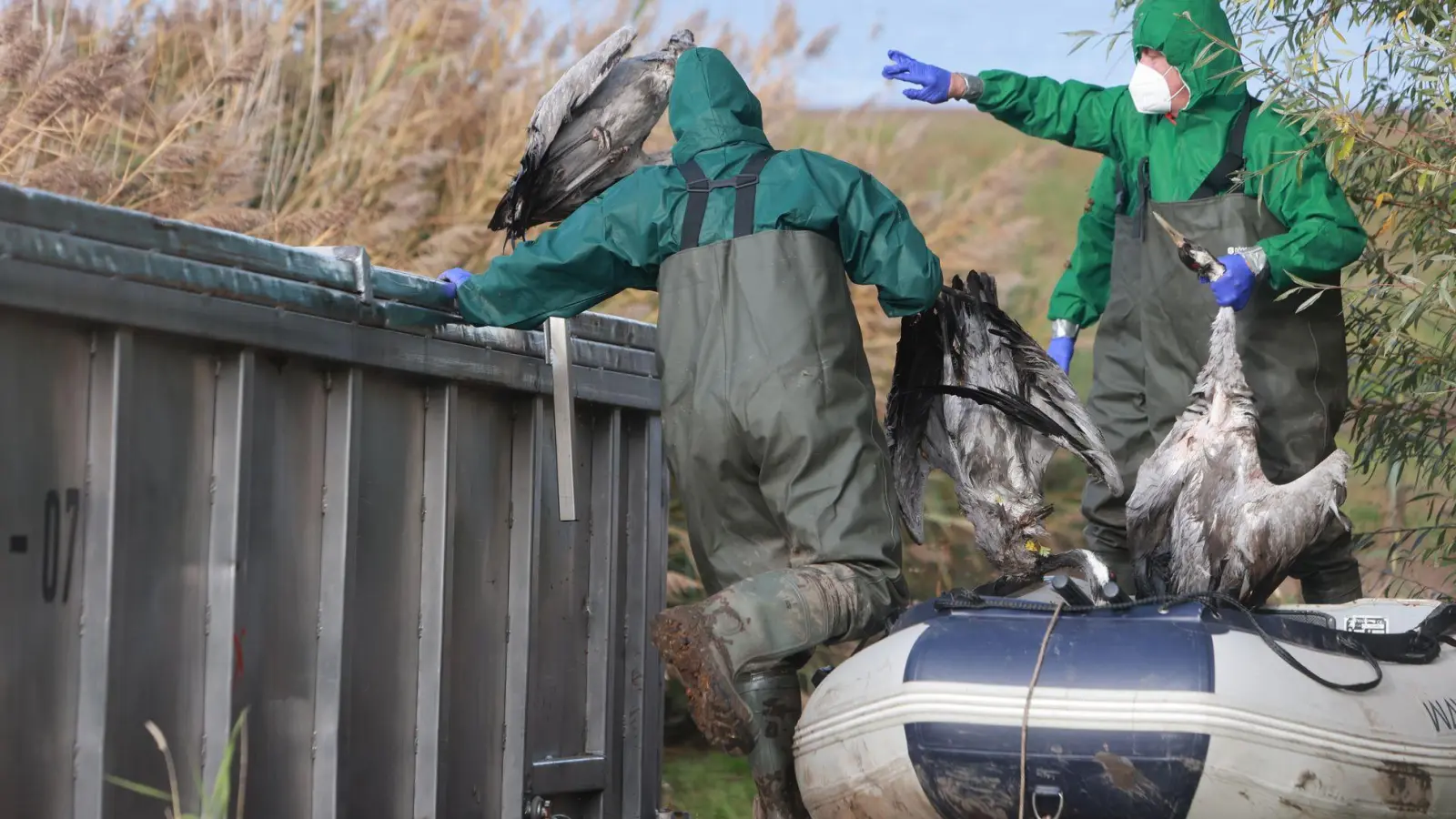 In Ostdeutschland werden derzeit vermehrt tote Kraniche gefunden. Sie sind Opfer der gefürchteten Vogelgrippe geworden. (Archivbild) (Foto: Matthias Bein/dpa)