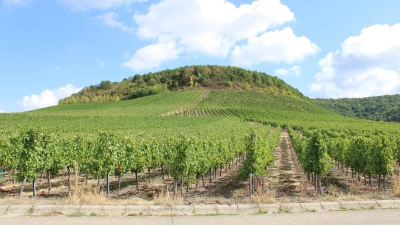 Die Wanderung führt auf den von Weinbergen bedeckten Bullenheimer Berg. (Foto: Constantin Prosch)