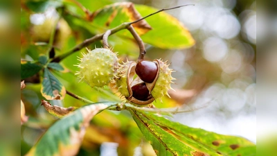 Kastanien lösen sich bei herbstlichem Wetter aus der Fruchthülle. (Foto: Hauke-Christian Dittrich/dpa/Symbolbild)