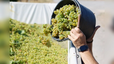 Der Weinbau ist in der Krise. (Archivbild) (Foto: Heiko Becker/dpa)