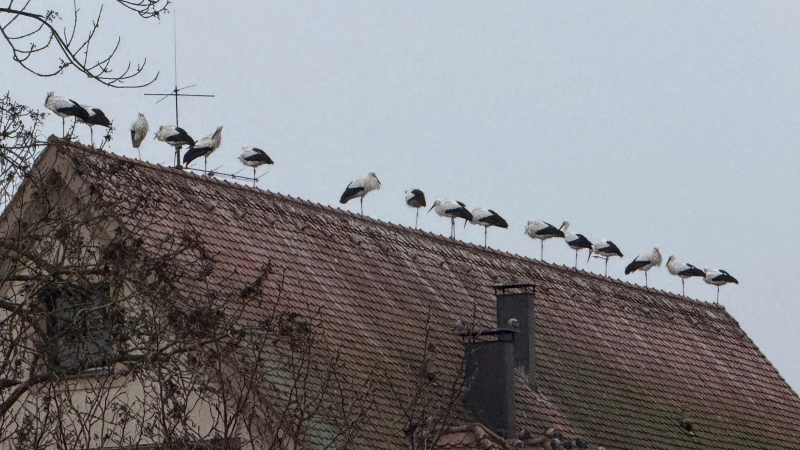 Auf vielen Dächern der Altstadt lassen sich die Störche nieder und sorgen mit ihren Hinterlassenschaften inzwischen für reichlich Unmut in der Bevölkerung. (Foto: Susanne Pöhlmann)