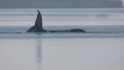 Der Buckelwal liegt seit mehreren Tagen vor der Insel Poel fest. (Foto: Jens Büttner/dpa)