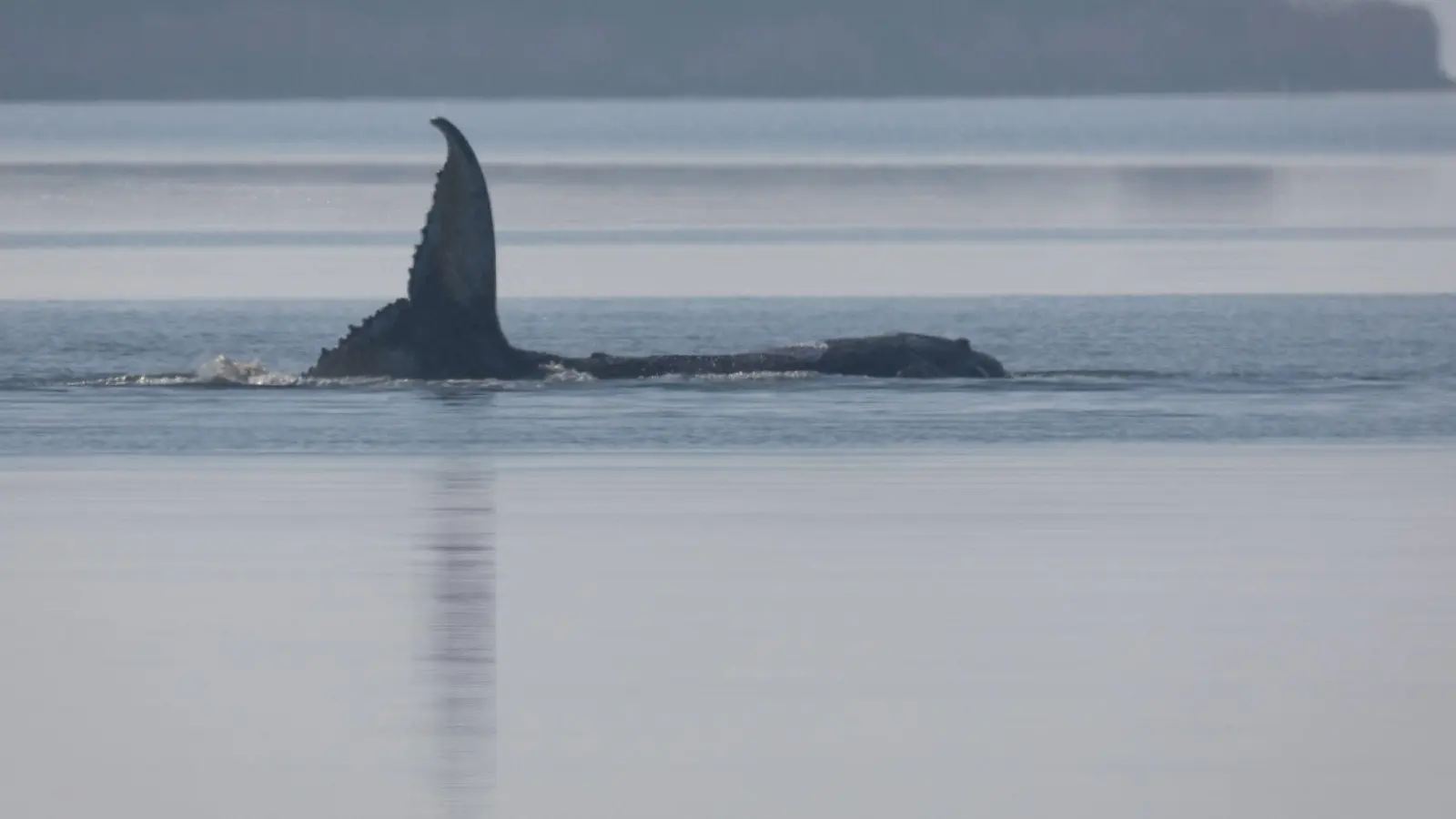 Der Buckelwal liegt seit mehreren Tagen vor der Insel Poel fest. (Foto: Jens Büttner/dpa)