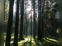 Strahlen der Sonne durchdringen den dunklen Wald - gesehen bei Stöckau. (Foto: Friedrich Zinnecker)