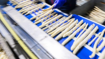 Spargel wird in einem Spargelhof in der Region Hannover sortiert. (Foto: Julian Stratenschulte/dpa)