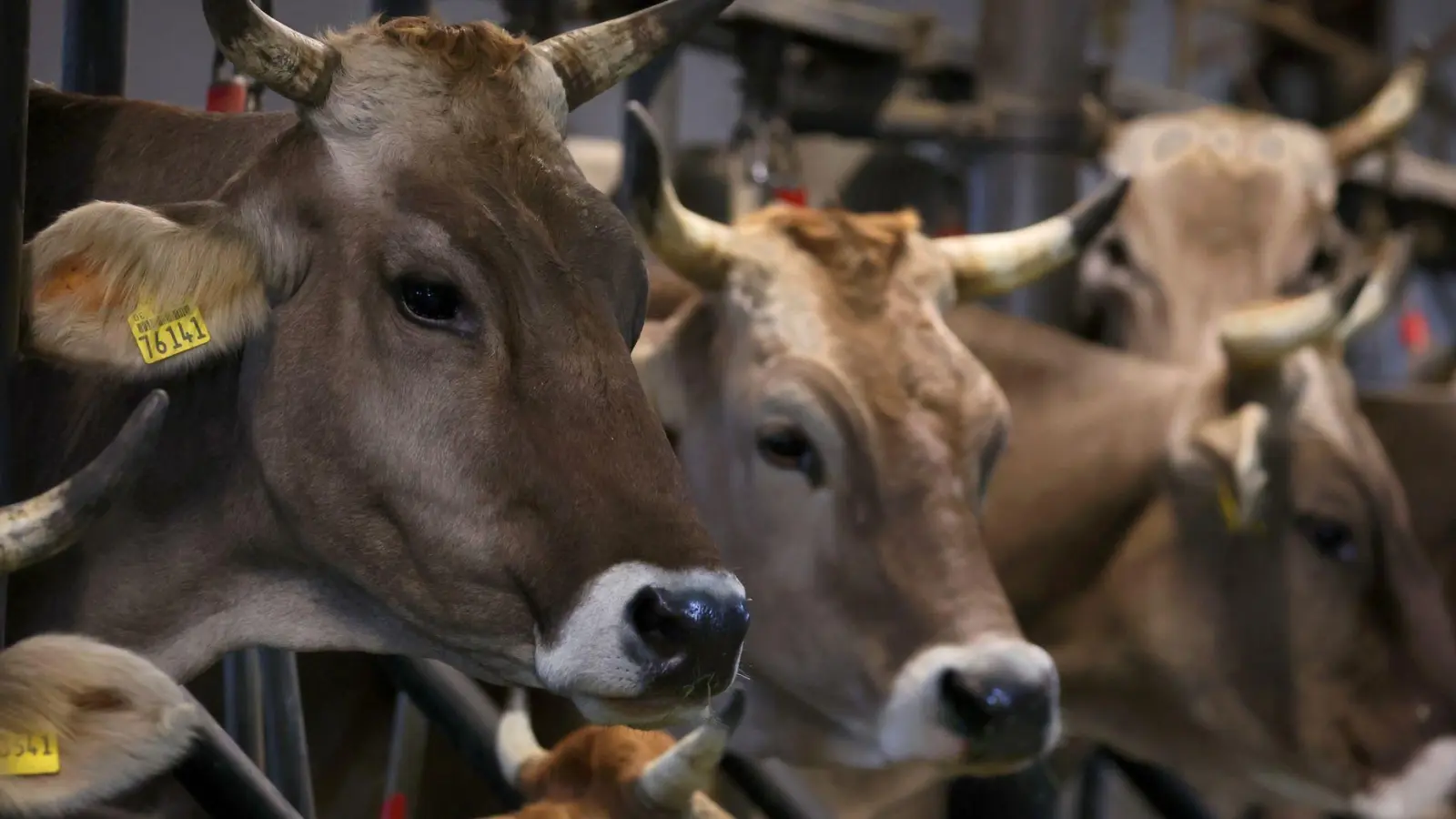 In zahlreichen bayerischen Milchviehhaltungen sind Tiere vom Shamonda-Vuirus betroffen. (Symbolbild) (Foto: Karl-Josef Hildenbrand/dpa)