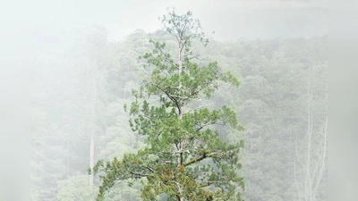 Der 84,1 Meter hohe Baum gilt als höchster bekannter Baum Ostasiens. (Foto: Steven Pearce/Taiwan Forestry Research Institute/Eurekalert/dpa)