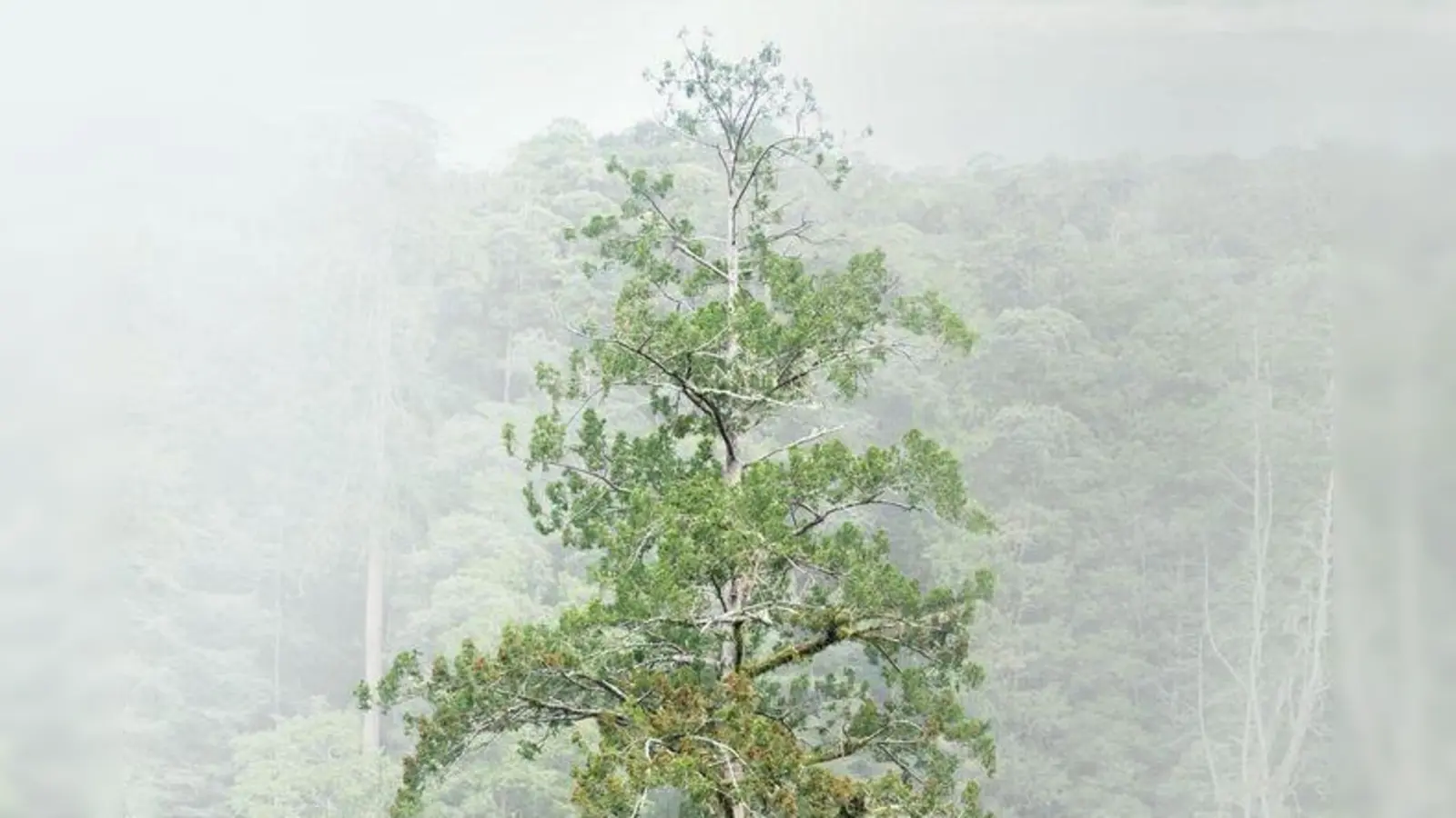 Der 84,1 Meter hohe Baum gilt als höchster bekannter Baum Ostasiens. (Foto: Steven Pearce/Taiwan Forestry Research Institute/Eurekalert/dpa)