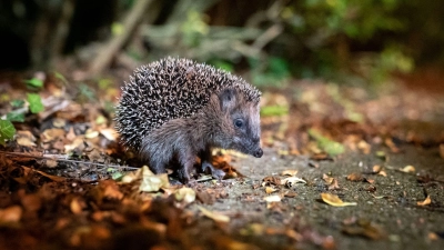 Der Igel ist zum Tier des Jahres 2024 gewählt worden. (Foto: Jonas Walzberg/dpa)