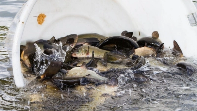 Kaum noch Fische verendeten in den vergangenen Wochen in der Aisch. (Symbolbild: Florian Möllers/dpa)