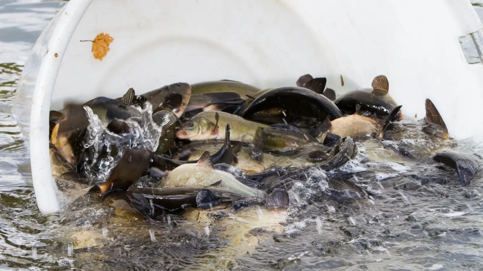 Kaum noch Fische verendeten in den vergangenen Wochen in der Aisch. (Symbolbild: Florian Möllers/dpa)