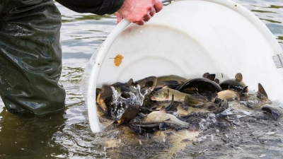 Eine unliebsame Entdeckung machte ein Fischzüchter bei Zellrüglingen. (Symbolbild: Florian Möllers/dpa)