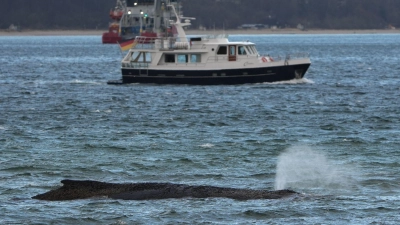 Ein größerer Saugbagger wird demnächst vor Ort erwartet. (Foto: Marcus Brandt/dpa)
