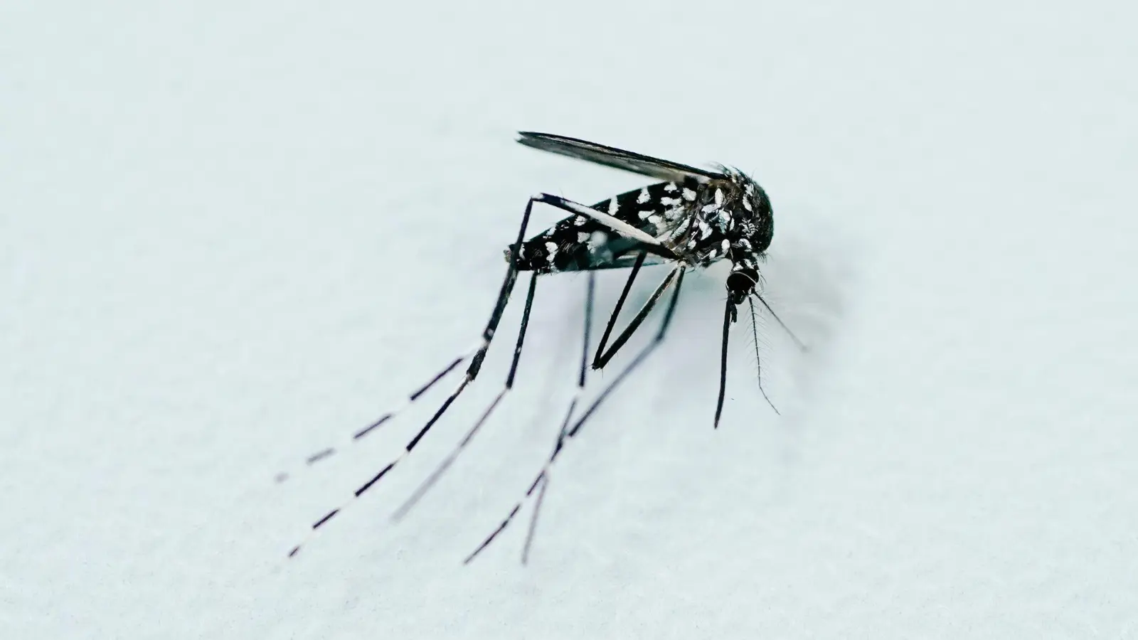 Tigermücken können Krankheitserreger übertragen, etwa Viren von West-Nil, Dengue, Zika und Chikungunya.  (Foto: Uwe Anspach/dpa/dpa-tmn)