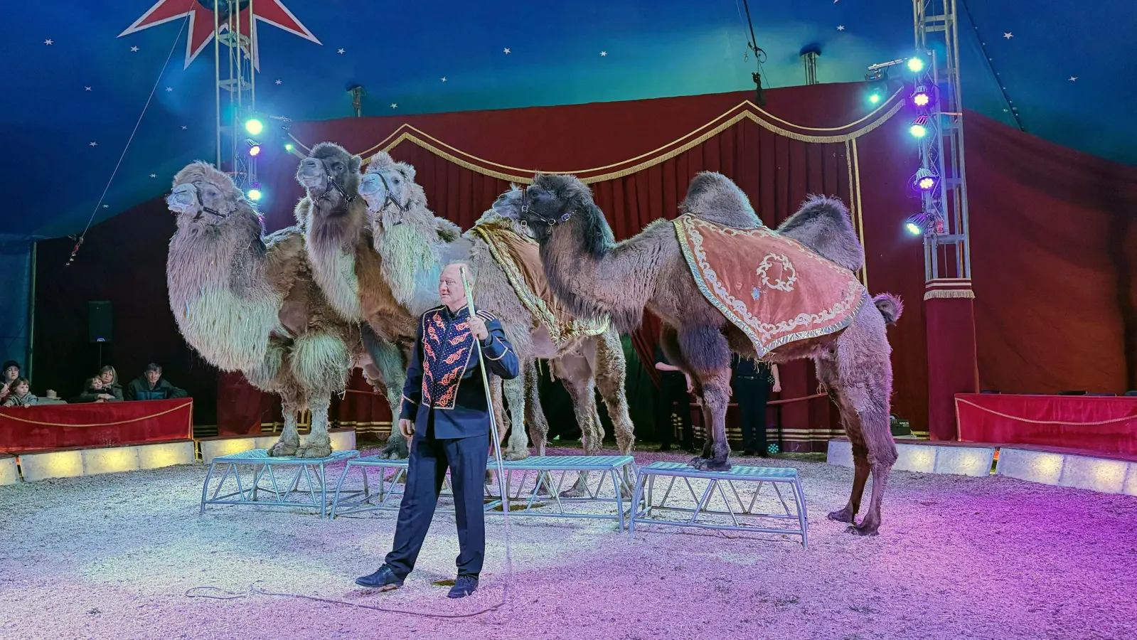 Schlussapplaus für die Trampeltiere nach einigen Runden in der Manege: Werner Frank präsentiert im Zirkus Henry die mongolischen Steppenkamele. (Foto: Lara Hausleitner)