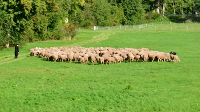 Die Herde zu führen schaut einfacher aus, als es ist. (Foto: Erich Kraus)