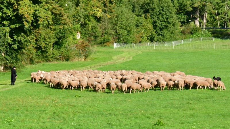 Die Herde zu führen schaut einfacher aus, als es ist. (Foto: Erich Kraus)