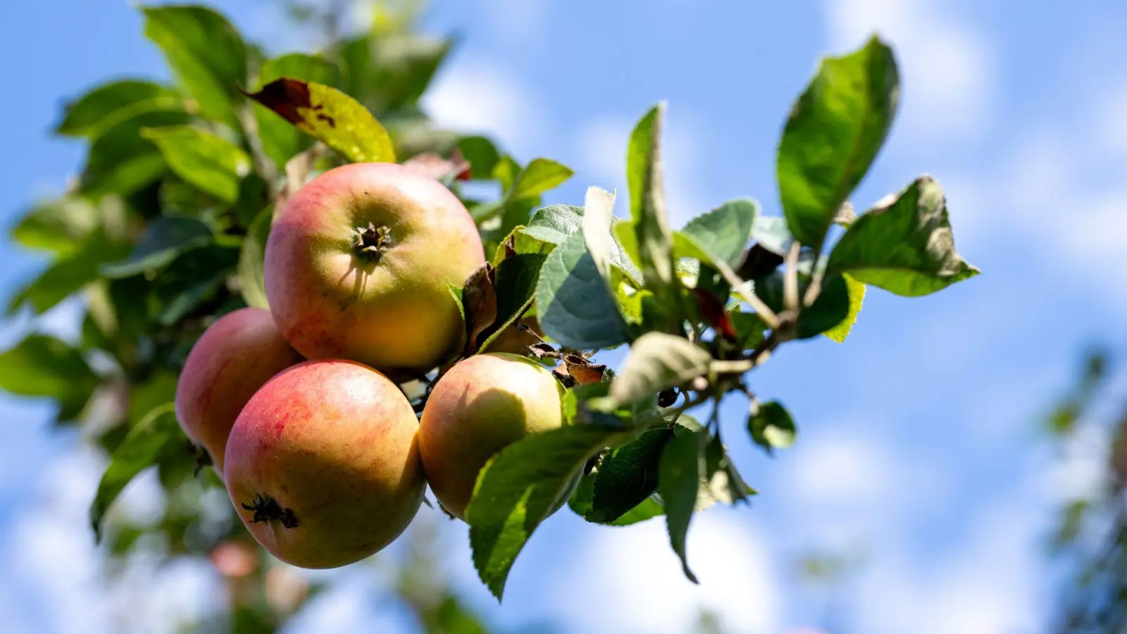 Die Apfelbauern ernteten in Bayern dieses Jahr 25.600 Tonnen. (Archivbild) (Foto: Pia Bayer/dpa)