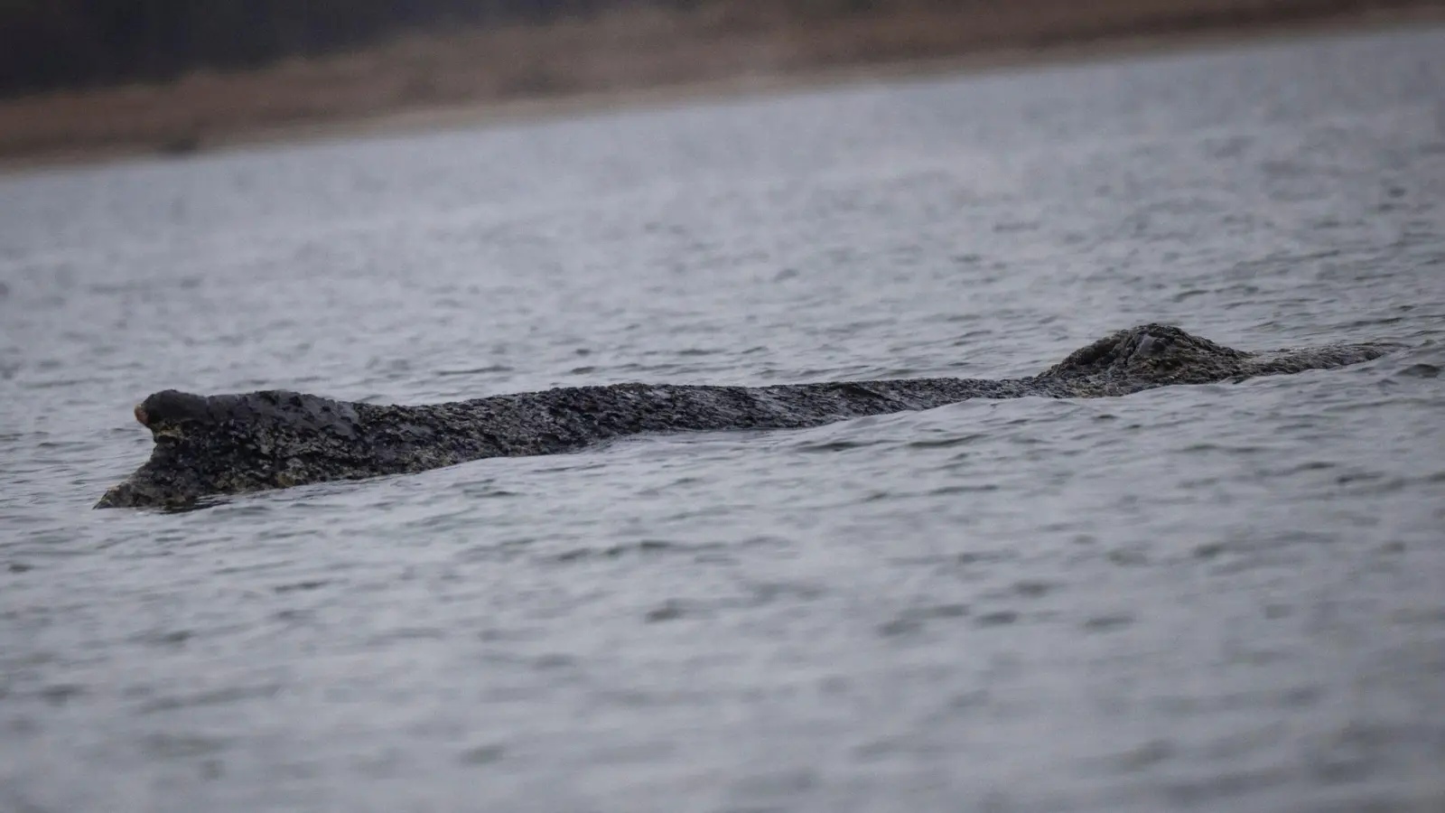 Der Wal ist in der Nacht zu Sonntag erneut von der Sandbank freigekommen.  (Foto: Philip Dulian/dpa)