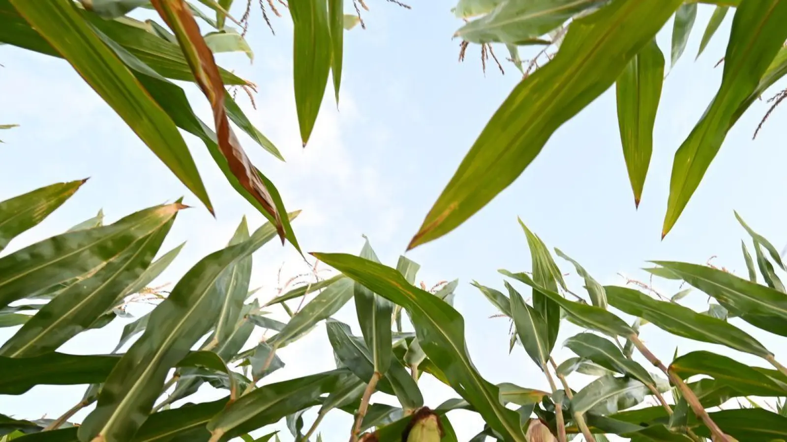 In Ostfriesland steht der Mais kurz vor seiner Ernte, die Pflanzen sind hoch gewachsen. (Foto: Lars Penning/dpa)