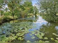 Aischidylle - gesehen bei Dottenheim (Foto: Roland Grau)