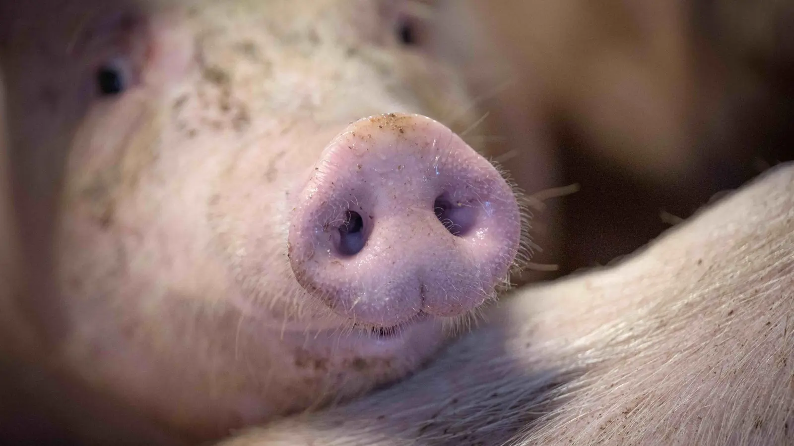 Die Regierung stimmt über Verbesserungen im Tierschutz ab. (Foto: Sina Schuldt/dpa)