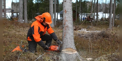 Waldarbeit ist gefährlich und Sicherheit sollte dabei immer an erster Stelle stehen. (Foto: Pixabay)
