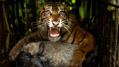 Die Tigerin wurde mit einem Ziegenkadaver angelockt. (Foto: Andri Mardiansyah/XinHua/dpa)