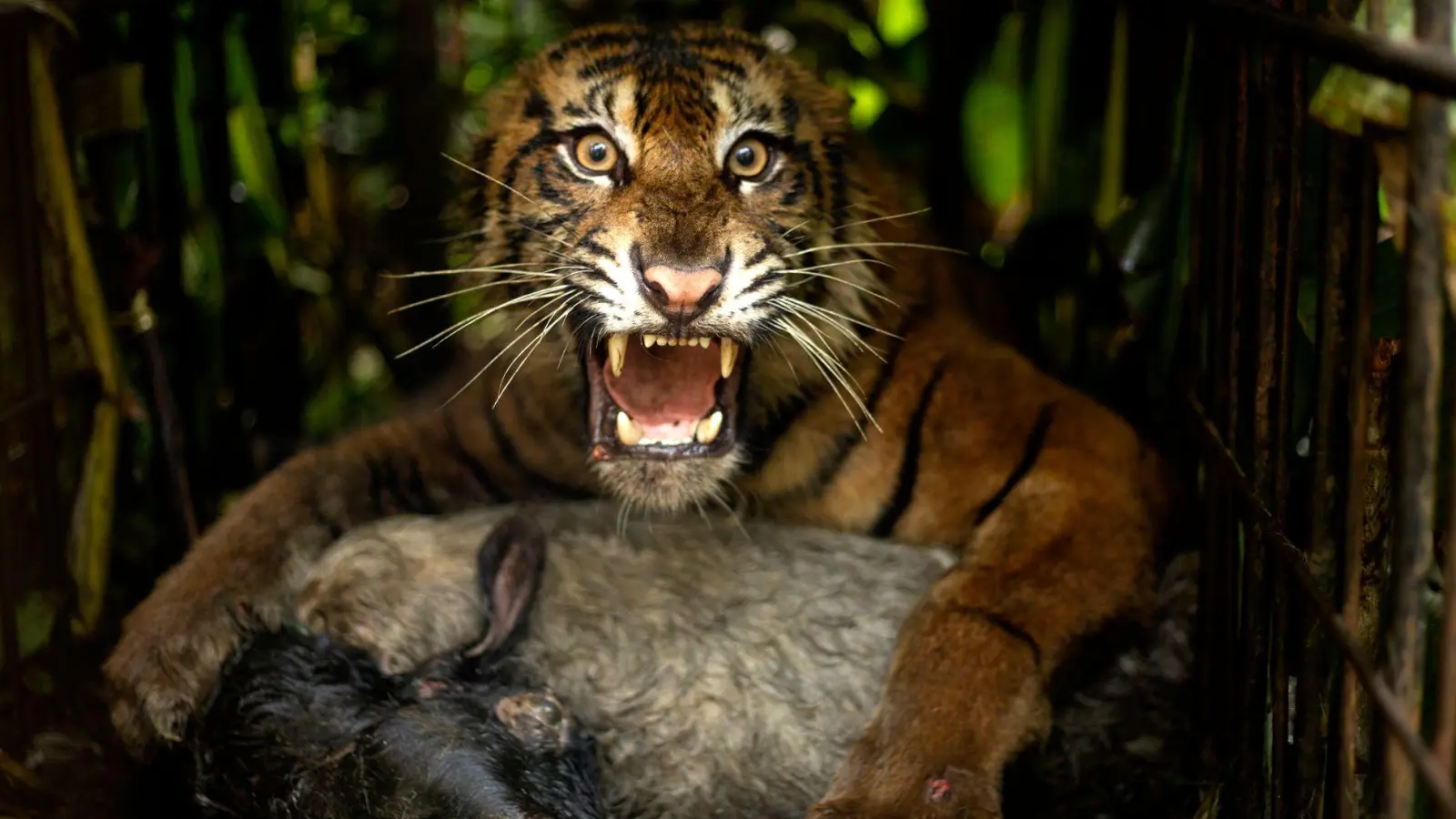 Die Tigerin wurde mit einem Ziegenkadaver angelockt. (Foto: Andri Mardiansyah/XinHua/dpa)