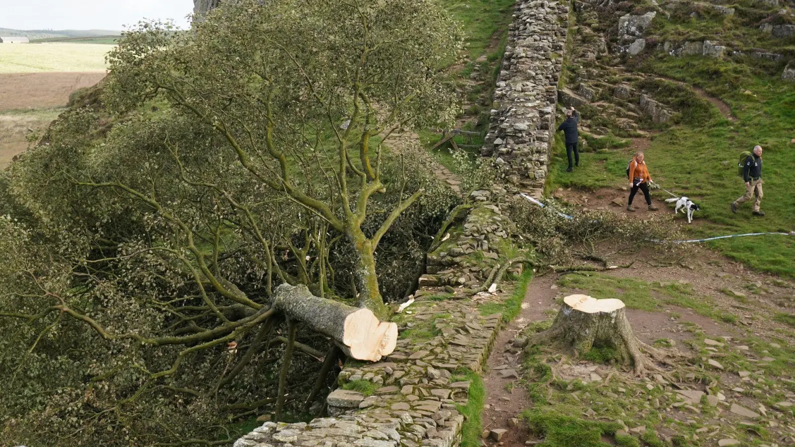 Der illegal gefällte Berg-Ahorn-Baum („Sycamore Tree“) am Hadrianswall in Northumberland. Der Vorfall hatte in Großbritannien große Betroffenheit ausgelöst. (Foto: Owen Humphreys/Press Association/dpa)