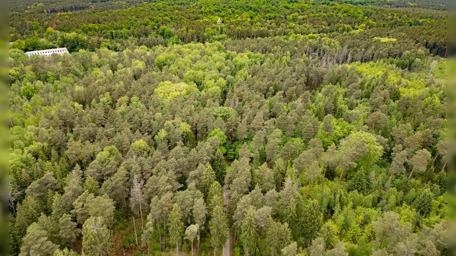 Junge Frau in Königsbrücker Heide gefunden - Jugendlicher unter Tatverdacht (Foto: Robert Michael/dpa)