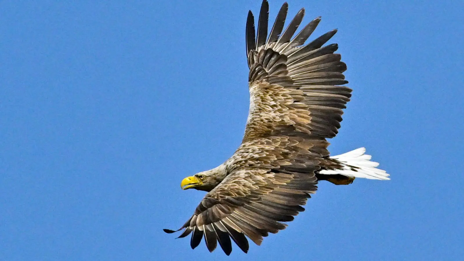 Der Seeadler gilt mit einer Flügelspannweite von bis zu 2,60 Metern als größter europäischer Greifvogel. Im Rothenburger Forst wurden vier Jungtiere beringt.  (Archivbild: Patrick Pleul/dpa)