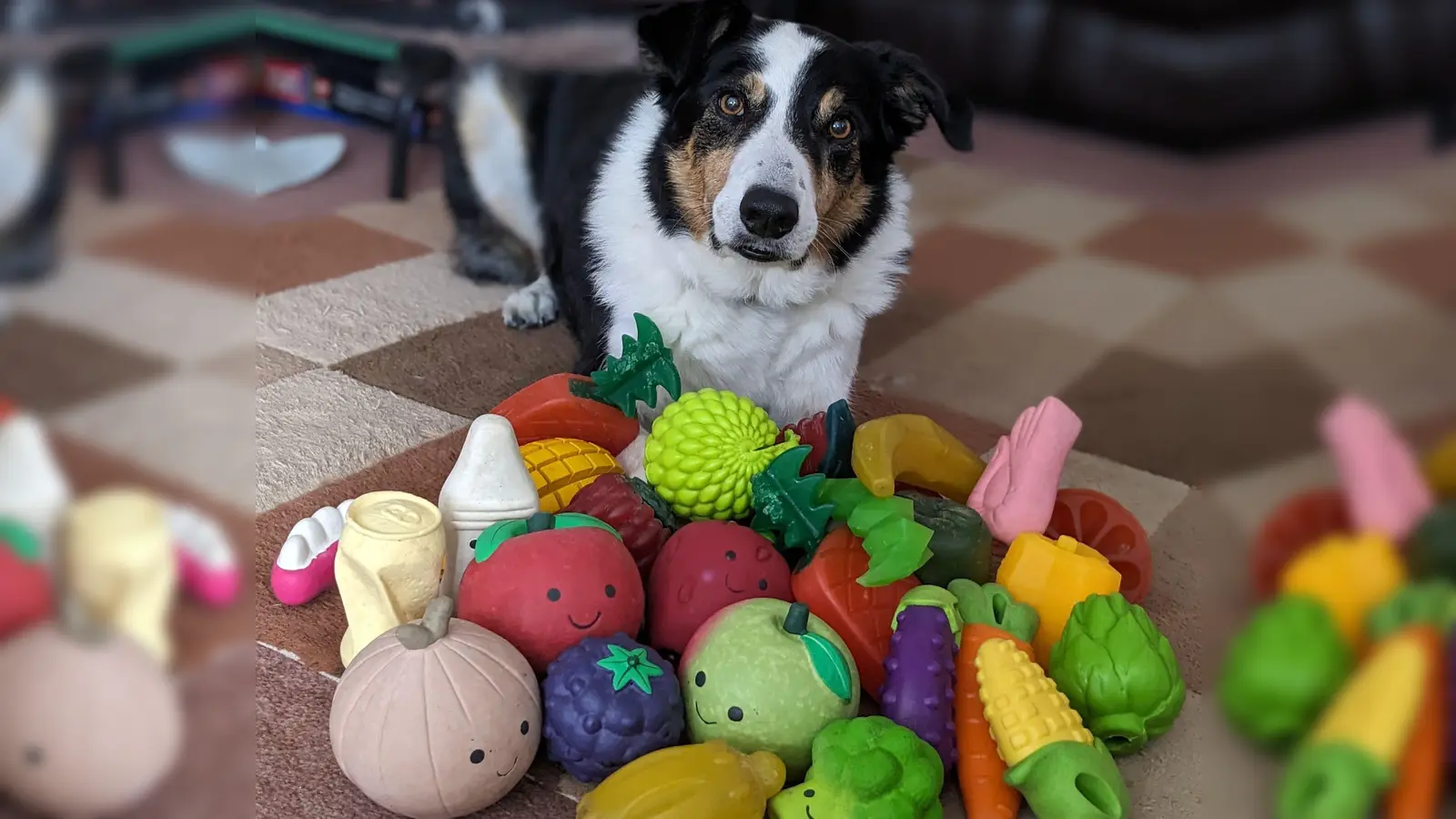 Der elf Jahre alte Border Collie-Rüde Bryn aus Großbritannien kennt die Namen von etwa 100 Spielzeugen. (Foto: Helen Morgen/EurekAlert/dpa)
