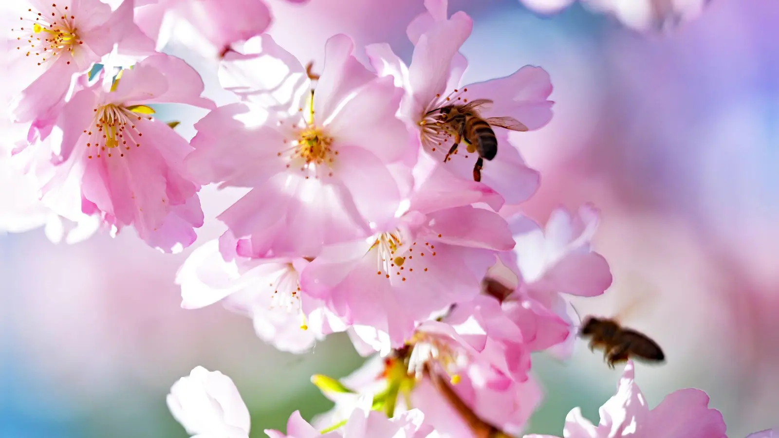 Der DWD erwartet für Samstag viel Sonnenschein für Bayern. (Symbolbild) (Foto: Malin Wunderlich/dpa)