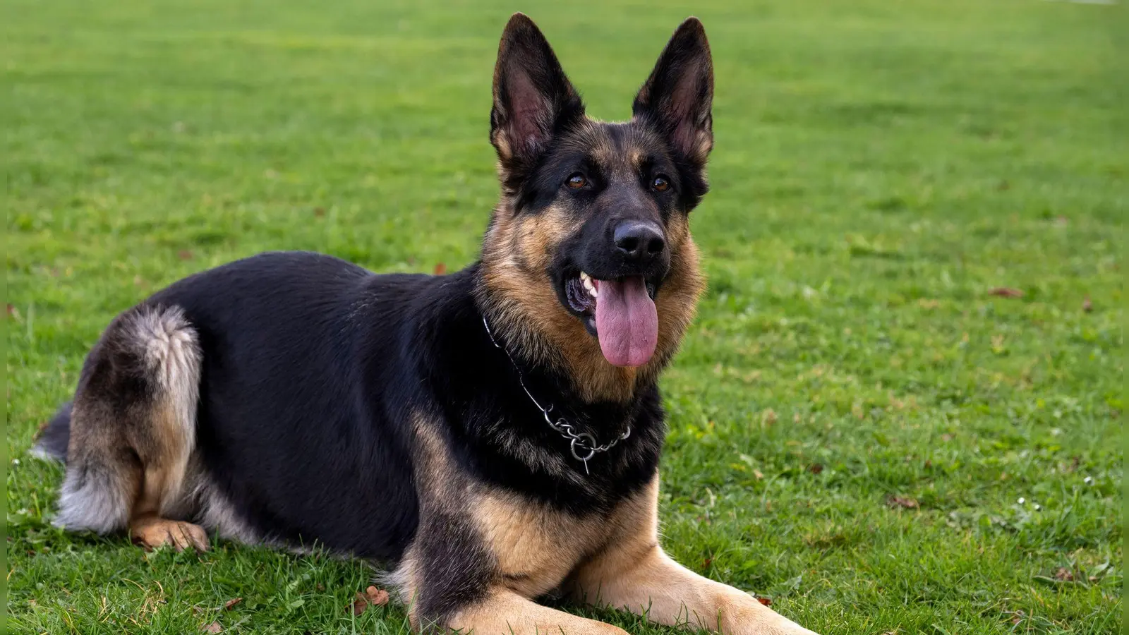 Der Schäferhund war laut Polizei dreieinhalb Jahre alt. (Symbolbild) (Foto: Stefan Puchner/dpa)