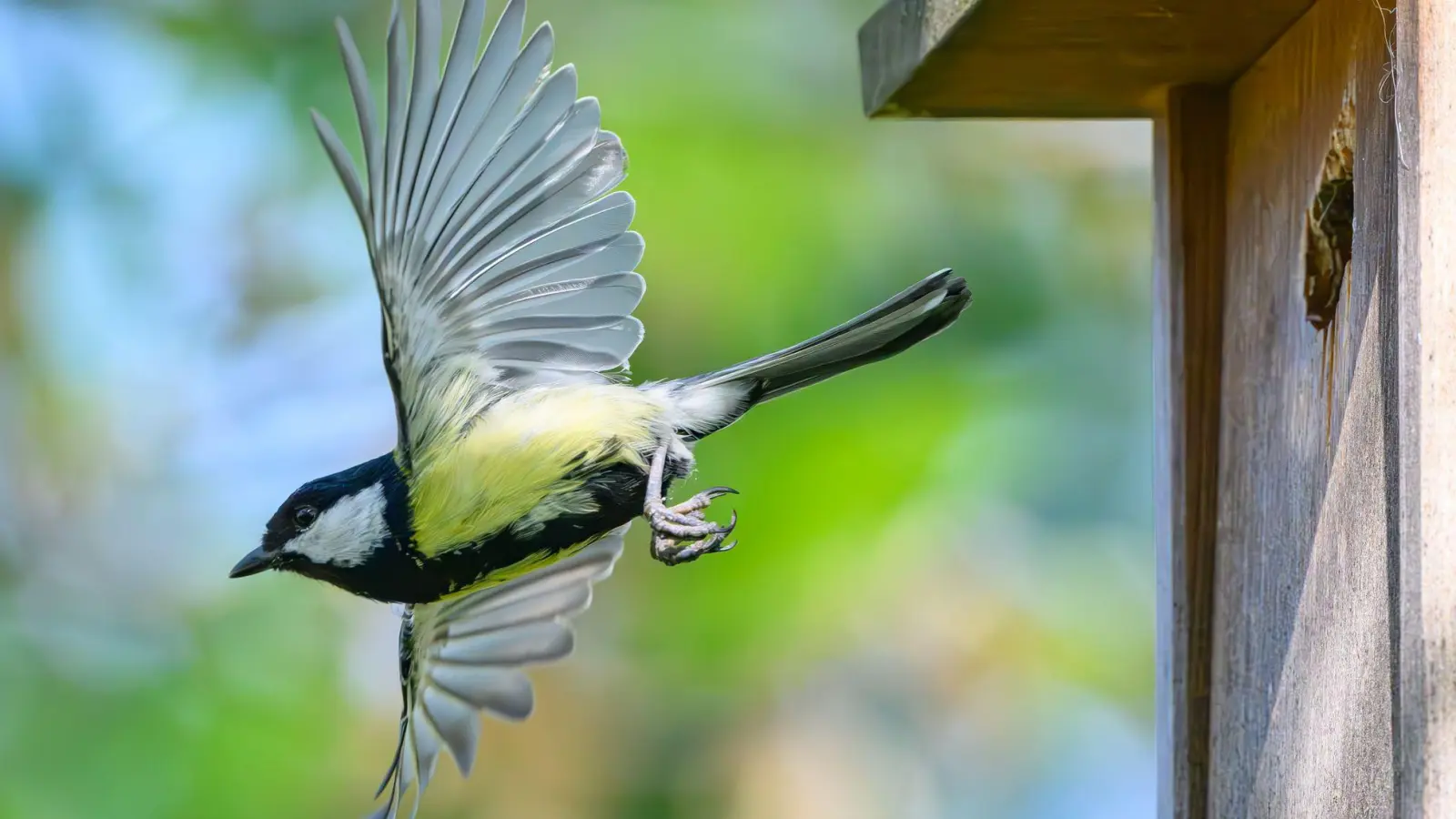 Im Fokus der Mitmachaktion stehen vertraute und weit verbreitete Vogelarten wie Meisen, Finken, Rotkehlchen und Spatzen. (Archivbild) (Foto: Patrick Pleul/dpa)