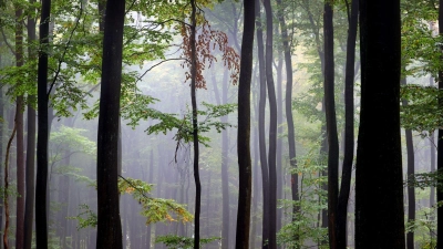 Der Spessart ist ein Mittelgebirge in Deutschland, das sich über Teile der Bundesländer Bayern (Unterfranken) und Hessen (südlicher Teil) erstreckt. (Archivbild) (Foto: Karl-Josef Hildenbrand/dpa)
