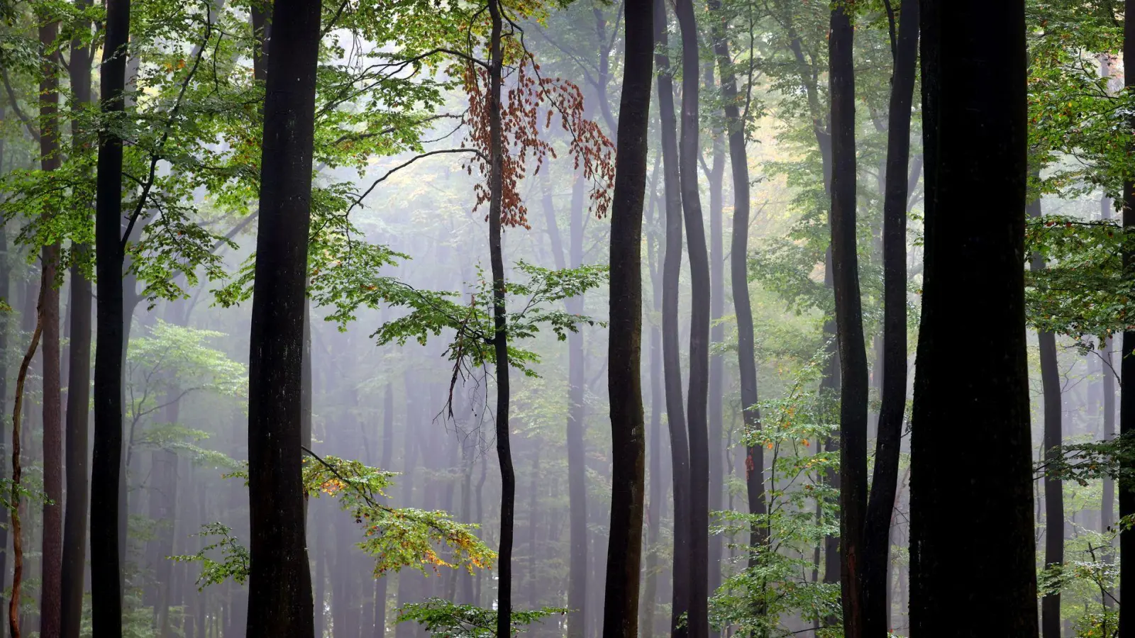 Der Spessart ist ein Mittelgebirge in Deutschland, das sich über Teile der Bundesländer Bayern (Unterfranken) und Hessen (südlicher Teil) erstreckt. (Archivbild) (Foto: Karl-Josef Hildenbrand/dpa)