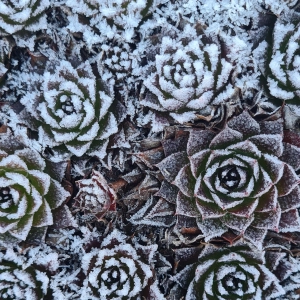 Eisblumen-Zauber (Foto: Dagmar Hammer - gesehen in Altziegenrück)