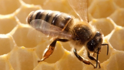 Verbraucherschützer raten zum Kauf von Honig aus deutscher Produktion.  (Foto: Klaus-Dietmar Gabbert/dpa)