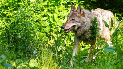 Die Wolfpopulation stagniert in Deutschland auf recht hohem Niveau.  (Foto: Philipp Schulze/dpa)