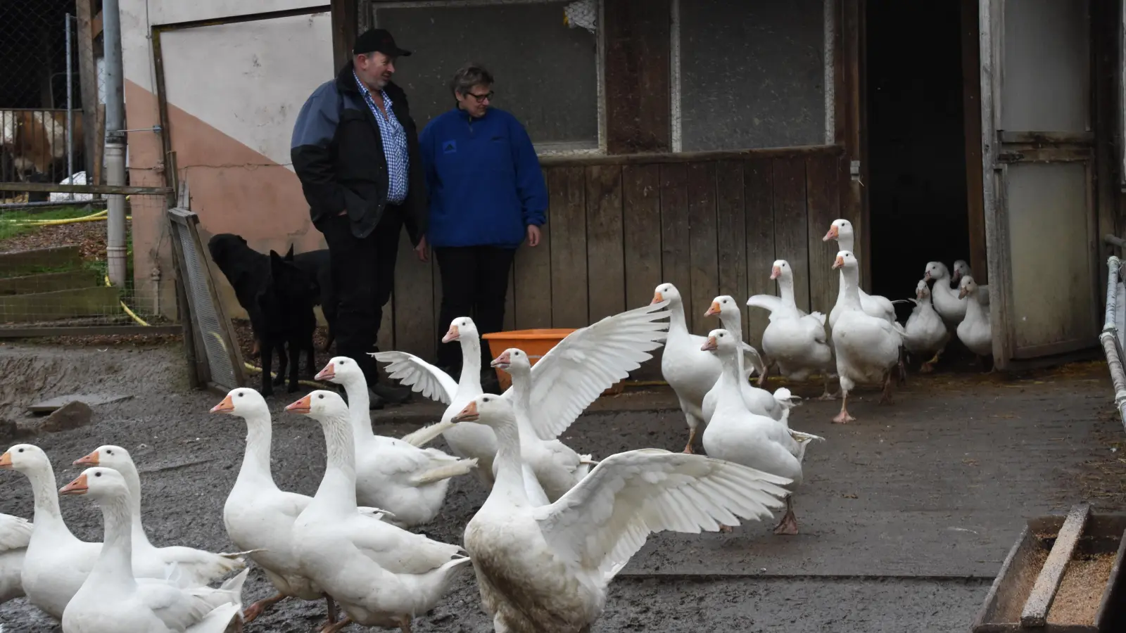 Norbert Oppelt und seine Frau Christine lassen die Gänse in den Hof. (Foto: Silvia Schäfer)