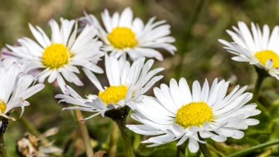Gänseblümchen und Co. einfach stehenlassen: Was Gartenbesitzer zugunsten der Artenvielfalt beachten sollten. (Symbolbild) (Foto: Frank Hammerschmidt/dpa)