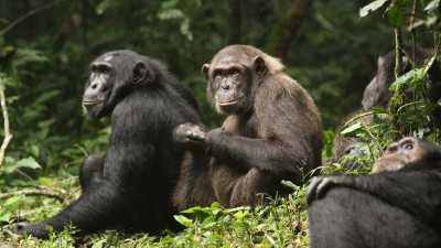 Erstmals haben Forschende über Jahrzehnte dokumentiert, wie sich eine Schimpansengemeinschaft zunächst in zwei Lager spaltet und sich dann bekriegt. (Foto: Aaron Sandel/EurekAlert/dpa)