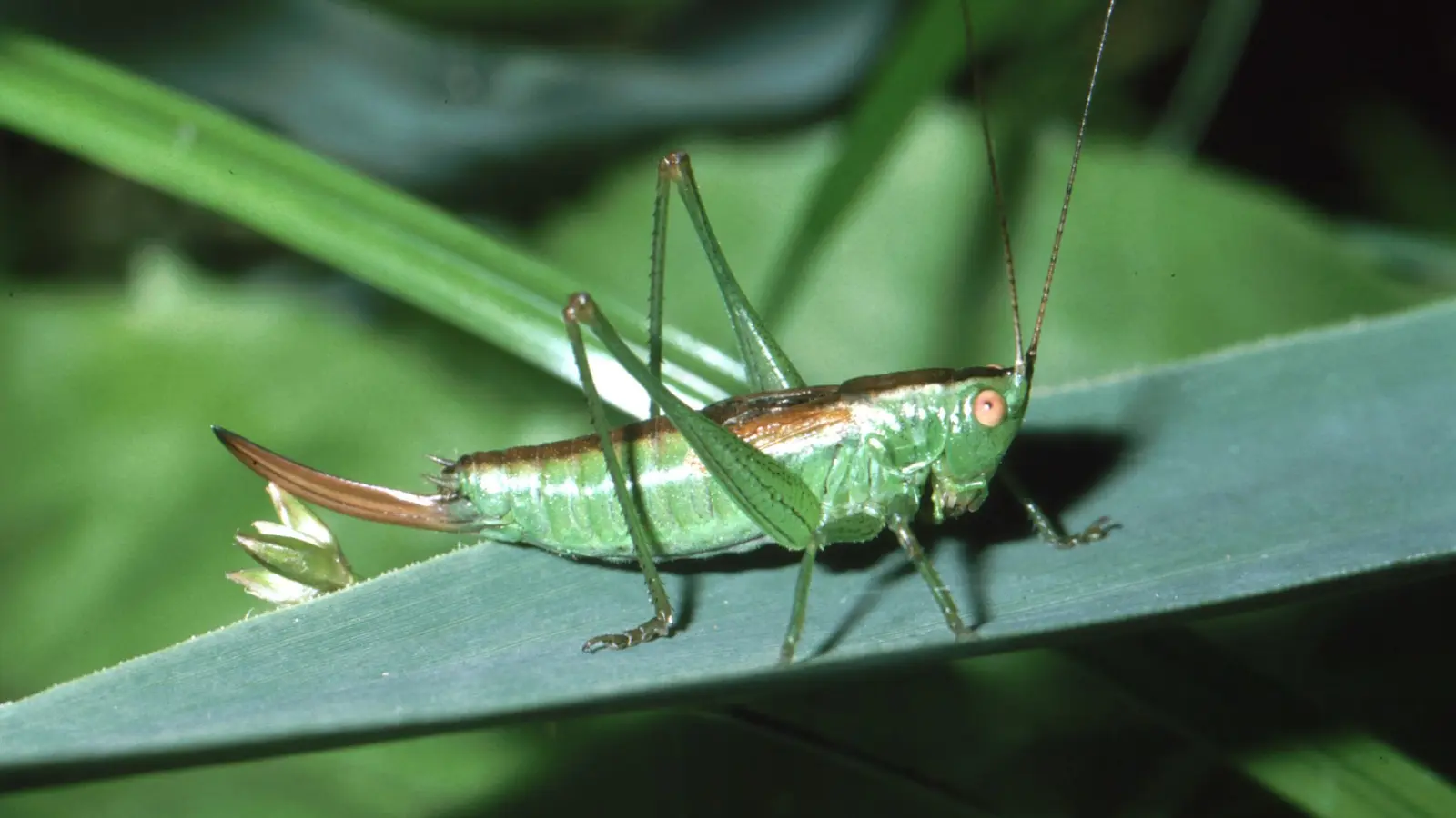 Die Kurzflügelige Schwertschrecke beweist, wie Uferstreifen zu Wanderkorridoren werden. Sie gibt es auch wieder im Rezattal. (Foto: Ulrich Meßlinger)