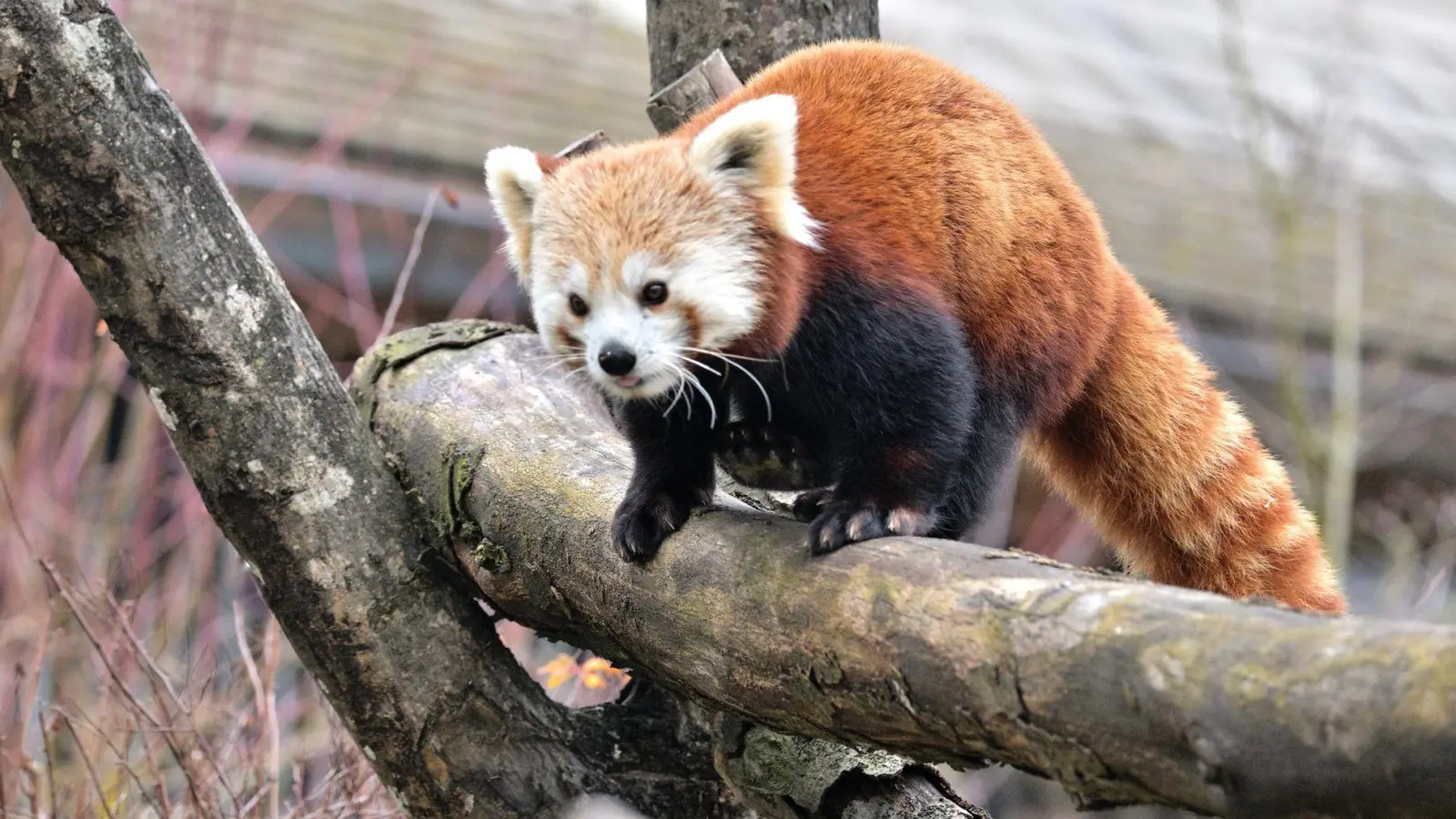 Der Rote Panda namens Yoko soll im Münchner Tierpark Hellabrunn für Nachwuchs sorgen.  (Foto: Birgit Mohr/Tierpark Hellabrunn/dpa)