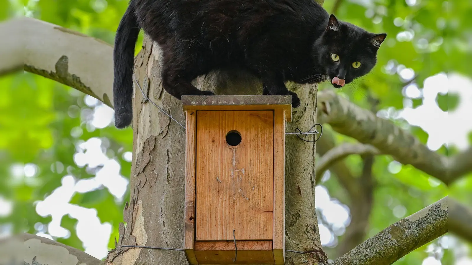 Vogelgrippe: Besonders Freigänger-Katzen in betroffenen Gebieten sind gefährdet, da sie am ehesten mit infizierten Vögeln in Kontakt kommen. (Foto: Patrick Pleul/dpa/dpa-tmn)